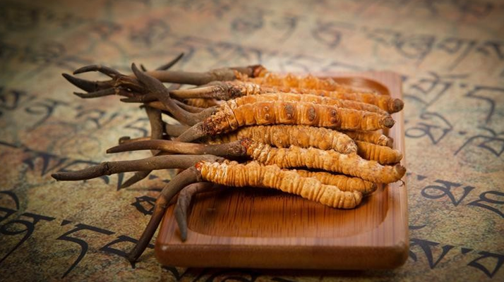 冬蟲夏草新鮮價格探秘：每克多少錢？