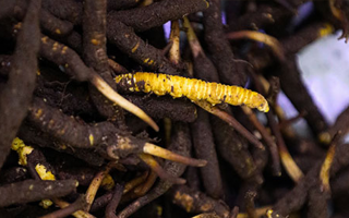 品鮮蟲(chóng)草之妙，享滋補(bǔ)之道