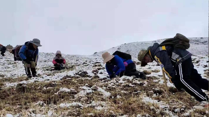 冬蟲(chóng)夏草鮮草采挖:一場(chǎng)與高原的生命對(duì)話