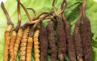 到哪里買新鮮的冬蟲夏草？三步辨真?zhèn)?，四大渠道安心?> </div>
            <div   id=