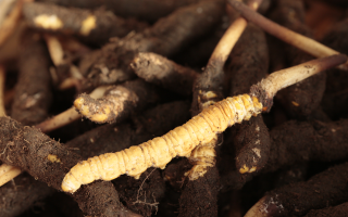 吃鮮冬蟲夏草會便秘嗎？科學(xué)解讀蟲草與腸道健康的微妙關(guān)系