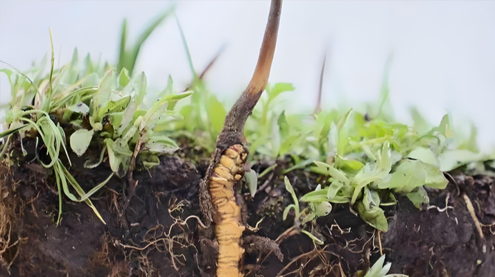 <a href=http://m.yangtenghuanbao.com/xinxian/ target=_blank class=infotextkey>新<a href=http://m.yangtenghuanbao.com/xinxian/ target=_blank class=infotextkey>鮮冬蟲(chóng)夏草</a></a>價(jià)格探秘:多因素交織下的市場(chǎng)行情