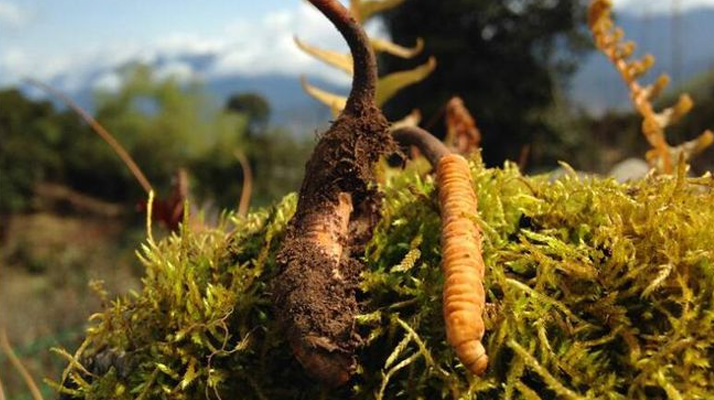 新鮮冬蟲夏草多少錢一斤？深度解析價格背后的奧秘