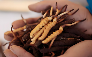 新鮮冬蟲夏草能保存多久？科學(xué)保存指南來了