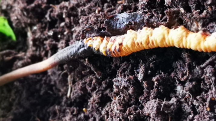 <a href=http://m.yangtenghuanbao.com/xinxian/ target=_blank class=infotextkey>新<a href=http://m.yangtenghuanbao.com/xinxian/ target=_blank class=infotextkey>鮮冬蟲夏草價格</a></a>解析