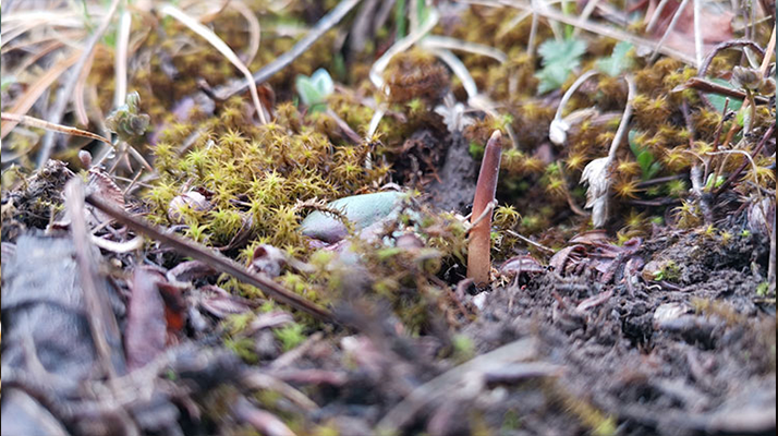 鮮冬蟲夏草辨別全攻略：識破真假，挑選優(yōu)質好蟲草? ? ? ?