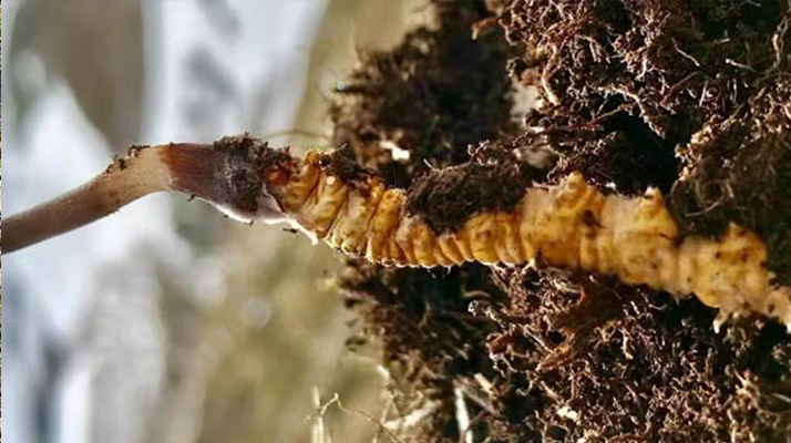 新鮮冬蟲夏草能生吃嗎？揭秘健康食用真相