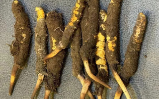 新鮮冬蟲夏草處理指南：從清洗到保存的全流程攻略