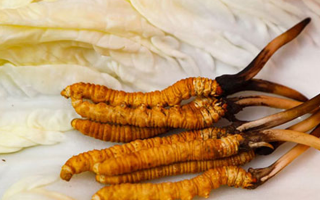 一克鮮草，千金之珍：探秘 1 克新鮮冬蟲(chóng)夏草