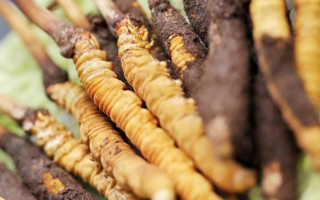 冬蟲夏草：干品與鮮品，誰更勝一籌？