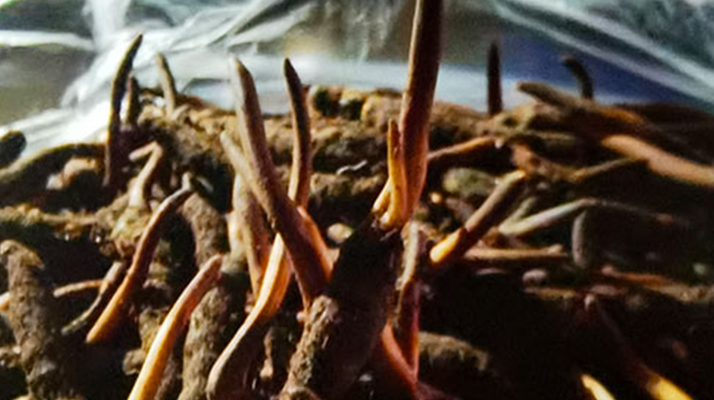 冬蟲夏草干草與鮮草的差異探秘?