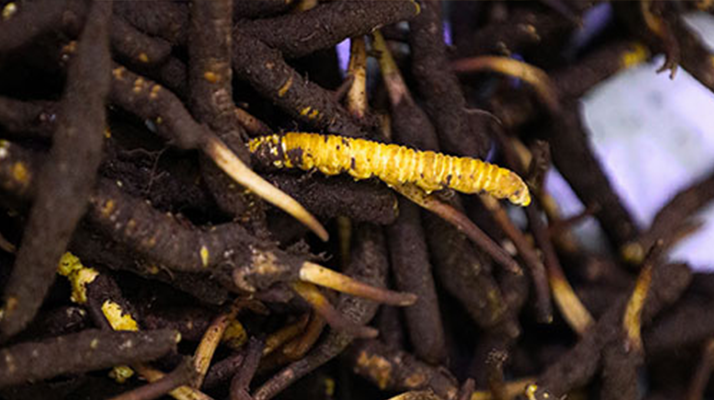 干鮮草<a href=http://m.yangtenghuanbao.com/jiage/ target=_blank class=infotextkey>冬蟲夏草價(jià)格</a>揭秘