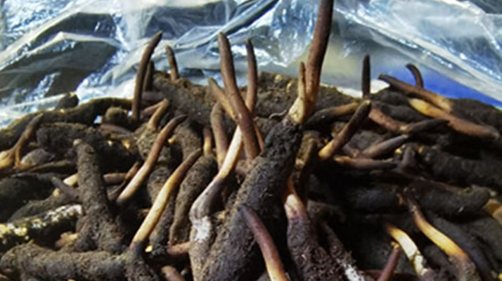 冬蟲夏草鮮草能不能泡酒？科學(xué)解析與實用指南