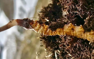 冬蟲夏草的多樣吃法，解鎖滋補新體驗