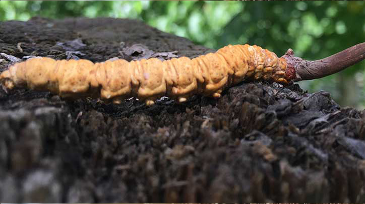 正宗野生<a href=http://m.yangtenghuanbao.com/jiage/ target=_blank class=infotextkey>蟲草多少錢</a>一斤