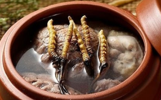 鮮冬蟲夏草吃多會上火嗎？一文解析真相