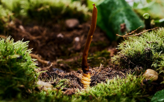 鮮香滋補(bǔ)！鮮冬蟲夏草燉雞湯的美味做法