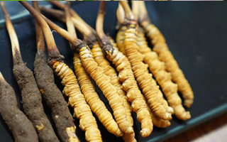 鮮冬蟲(chóng)夏草的儲(chǔ)存方法