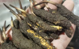 鮮冬蟲夏草急凍能放多久？科學(xué)保存全解析