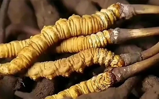 鮮冬蟲(chóng)夏草燉排骨：一鍋暖身又滋補(bǔ)的美味秘籍