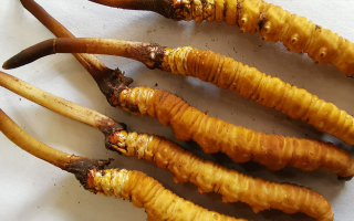 鮮冬蟲(chóng)夏草常溫能放多久？一文讀懂保存秘籍