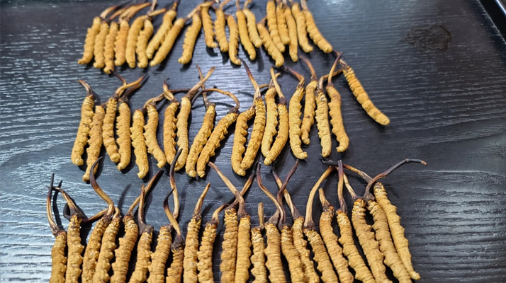 冬蟲夏草新草舊草辨別全攻略