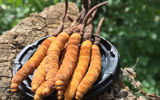 冬蟲夏草的產(chǎn)地有哪些地方？一文解鎖產(chǎn)地密碼