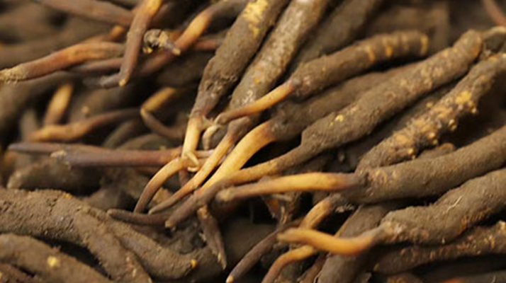 冬蟲(chóng)夏草可以提高男性功能嗎？科學(xué)解析來(lái)了