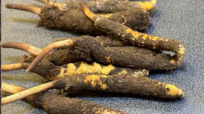 新鮮<a href=http://m.yangtenghuanbao.com/jiage/ target=_blank class=infotextkey>冬蟲(chóng)夏草價(jià)格</a>