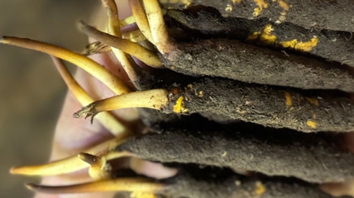 冬蟲夏草泡水喝，一次泡幾根最合適？