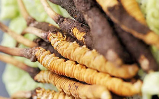 冰凍新鮮冬蟲夏草能吃嗎？