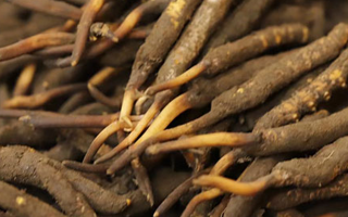 冬蟲(chóng)夏草可以提高男性功能嗎？科學(xué)解析來(lái)了