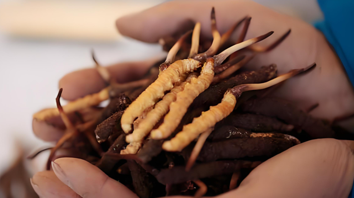 冬蟲夏草干鮮草的多樣吃法，解鎖滋補新方式? ? ? ?