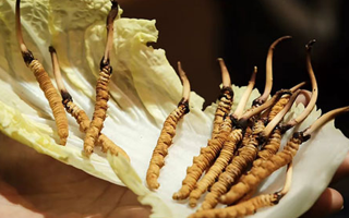 冬蟲(chóng)夏草為何鮮的好？深度解析鮮蟲(chóng)草的獨(dú)特優(yōu)勢(shì)