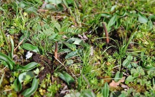 冬蟲夏草鮮草好不好喝？探尋獨(dú)特的味覺體驗(yàn)