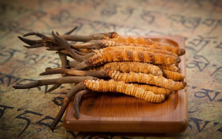 冬蟲夏草鮮草會(huì)上火嗎？科學(xué)解讀其食用特性