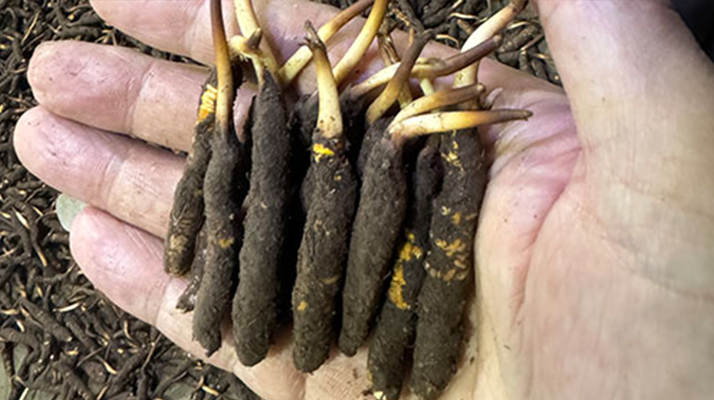 尋草之旅:踏上尋找<a href=http://m.yangtenghuanbao.com/xinxian/ target=_blank class=infotextkey>新<a href=http://m.yangtenghuanbao.com/xinxian/ target=_blank class=infotextkey>鮮冬蟲夏草</a></a>的征程