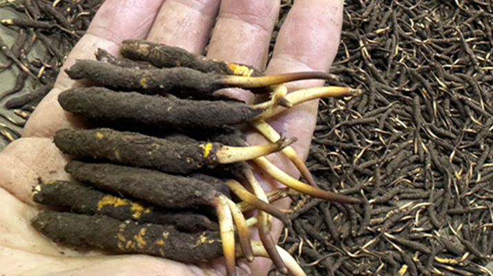 冬蟲夏草菇鮮能凍嗎？冷凍保存全解析