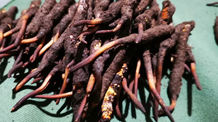 新鮮冬蟲夏草哪里買？全渠道選購指南