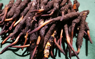 新鮮冬蟲(chóng)夏草哪里買(mǎi)？全渠道選購(gòu)指南