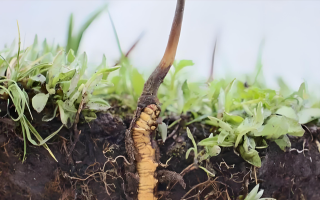 冬蟲夏草鮮草一天吃幾個？科學(xué)食用指南來了