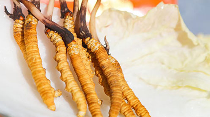 冬蟲夏草鮮草一般哪里有？多渠道獲取指南