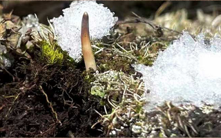 冰鮮的冬蟲夏草還能吃嗎？一文讀懂食用真相? ? ? ?