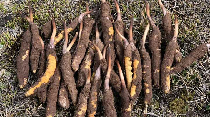 新鮮冬蟲夏草保存全攻略:鎖住營養(yǎng)與品質(zhì)