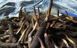 新鮮冬蟲(chóng)夏草能放多久吃？一文掌握儲(chǔ)存與食用期限