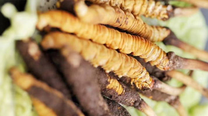 一文讀懂:鮮<a href=http://m.yangtenghuanbao.com/jiage/ target=_blank class=infotextkey>冬蟲夏草價(jià)格</a>揭秘