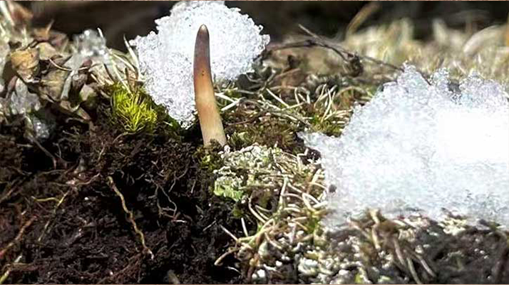 鮮冬蟲夏草燉湯多久能吃？科學(xué)燉煮時間全解析