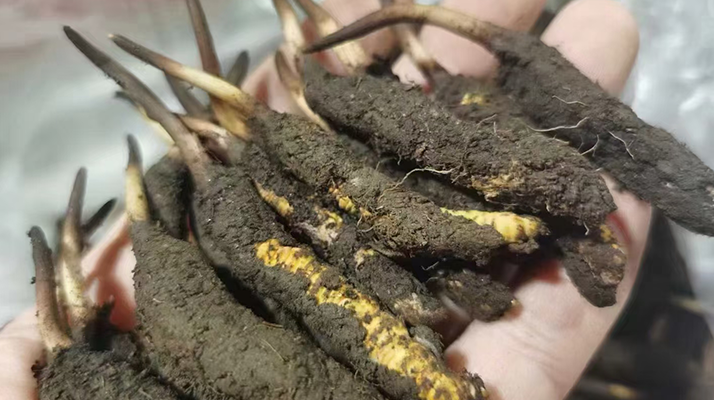 鮮冬蟲(chóng)夏草保存全攻略:鎖住營(yíng)養(yǎng)不流失