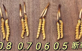 鮮冬蟲夏草燉雞湯：一鍋匯聚健康的滋補(bǔ)珍品