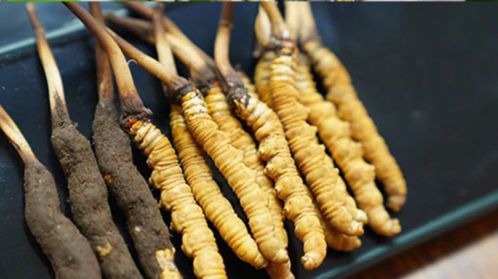鮮冬蟲(chóng)夏草什么季節(jié)最好？滋補(bǔ)時(shí)機(jī)大揭秘